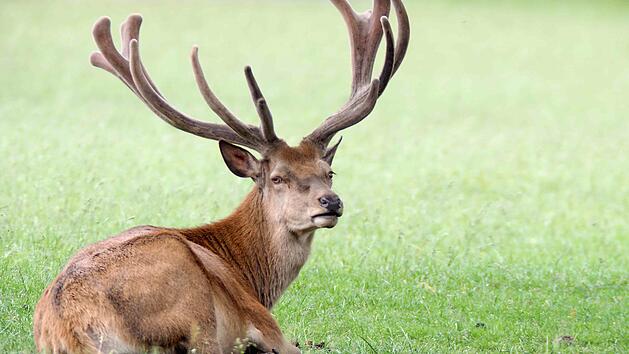 Ein stolzer Hirsch. Die Tiere im Wildpark Tambach k&ouml;nnen wieder hautnah erlebt werden. Der Andrang ist derzeit gro&szlig;. Foto: Christoph Winter