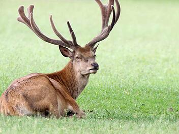 Ein stolzer Hirsch. Die Tiere im Wildpark Tambach können wieder hautnah erlebt werden. Der Andrang ist derzeit groß. Foto: Christoph Winter