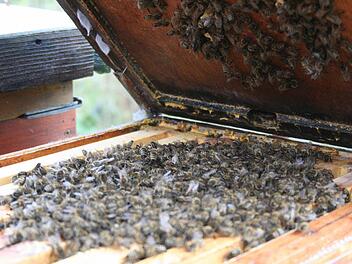 Die Bienen bilden die so genannte Wintertraube zur Wärmeerzeugung. So überwintern sie im Stock.  Foto: Sabine Paulus