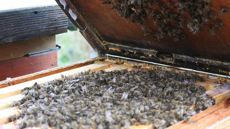 Die Bienen bilden die so genannte Wintertraube zur Wärmeerzeugung. So überwintern sie im Stock.  Foto: Sabine Paulus