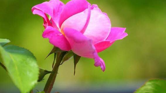 Von April bis Mai legt die Rosen-Blattrollwespe ihre Eier an die jungen Bl&auml;tter der Pflanze. Foto: Archiv