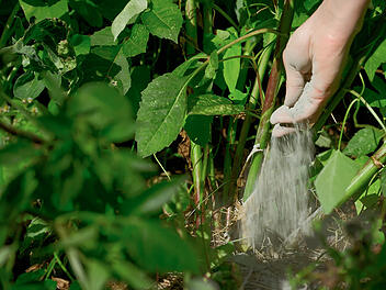 Garten verbessern mit Diabas aus Franken: Nachhaltige Alternative zu Kunstd&uuml;nger