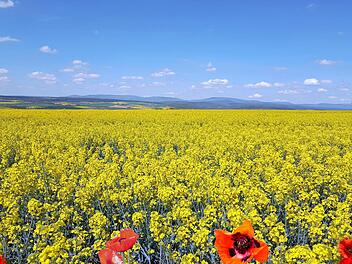 Glyphosat zur Unkrautvertilgung auf landwirtschaftlichen Flächen? Der Rannunger Gemeinderat vertagte die Entscheidung, ob bei Neuverpachtungen gemeindeeigener Äcker ein Verbot in den Pachtvertrag aufgenommen wird, auf die nächste Sitzung. Foto: Dieter Britz
