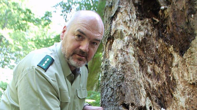Manfred Oeldemann vom Bundesforstbetrieb Reußenberg zeigt den Ästigen Stachelbart. Der Pilz ist in jungem Stadium essbar, allerdings sollte aus Naturschutzgründen davon abgesehen werden. Foto: Ulrike Müller
