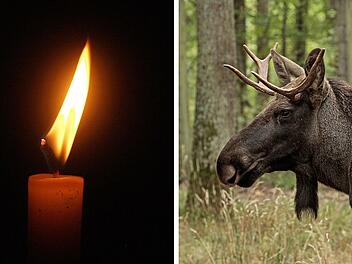 Trauer um Elch Lasse