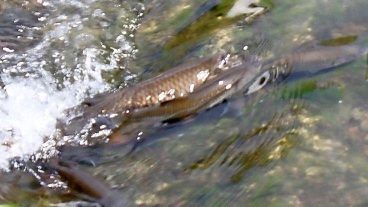 Tatsächlich schwimmen bereits wieder Fische in Gundelsheim den Leitenbach hinauf.