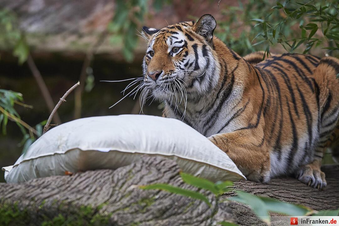 Kissenschlacht im Nuernberger Tiergarten
