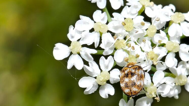 Der Wollkrautblütenkäfer liebt Kümmelblüten. Fotos: Hans Bahmer