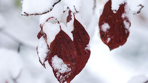 Kaltfront bringt Schnee nach Franken - wann die Flocken fallen