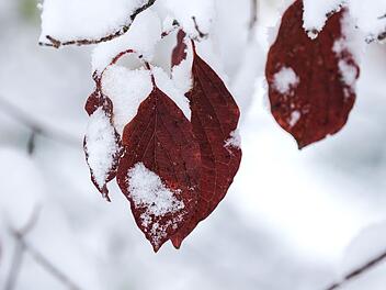 Kaltfront bringt Schnee nach Franken - wann die Flocken fallen
