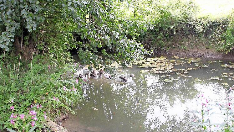 Am Uferrand ist zu erkennen, dass es heuer wenig Wasser im Mühlenkanal gibt. Dadurch wird auch die Stromproduktion heuer nicht so optimal ausfallen wie in den vorherigen Jahren.Foto: Heike Beudert