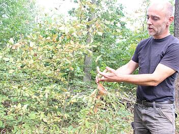 Auch die Buchen in der Naturverjüngung zeigen Hitzeschäden, erklärt Jörg Mäckler. Foto: Heike Beudert