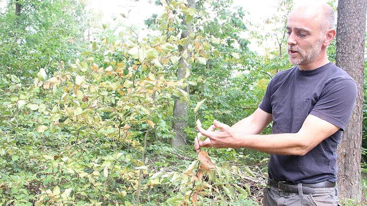 Auch die Buchen in der Naturverjüngung zeigen Hitzeschäden, erklärt Jörg Mäckler. Foto: Heike Beudert