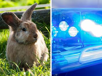 Zwergkaninchen in Abtswind getötet Zwergkaninchen in Abtswind getötet