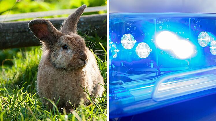 Zwergkaninchen in Abtswind get&ouml;tet