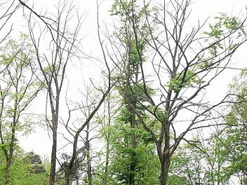Landratsamt W&uuml;rzburg weist auf Gefahren durch Trockensch&auml;den im Wald hin