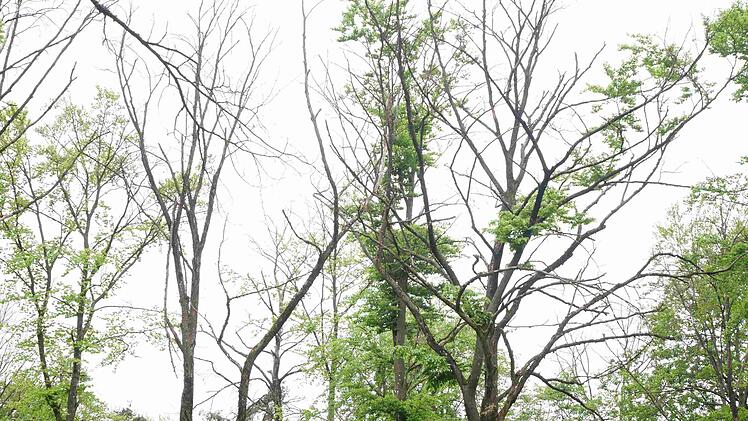 Landratsamt W&uuml;rzburg weist auf Gefahren durch Trockensch&auml;den im Wald hin