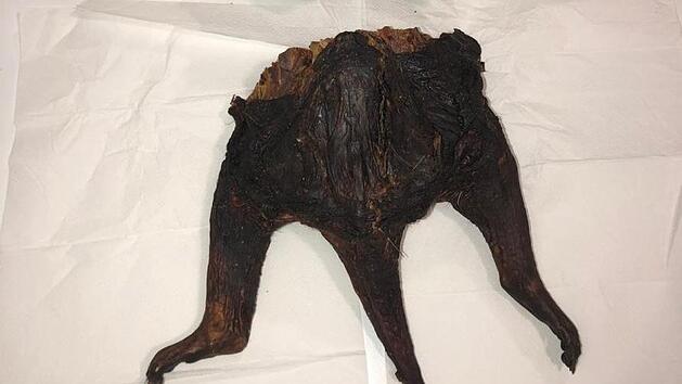 Am Flughafen M&uuml;nchen haben Zollbeamte zwei verzehrfertige Teile einer Rohrratte sichergestellt. Foto:  Hauptzollamt M&uuml;nchen