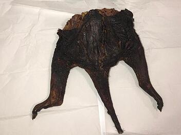 Am Flughafen M&uuml;nchen haben Zollbeamte zwei verzehrfertige Teile einer Rohrratte sichergestellt. Foto:  Hauptzollamt M&uuml;nchen