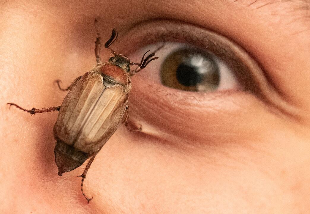 Natuereignis: Maik&auml;fer-Massenflug startet