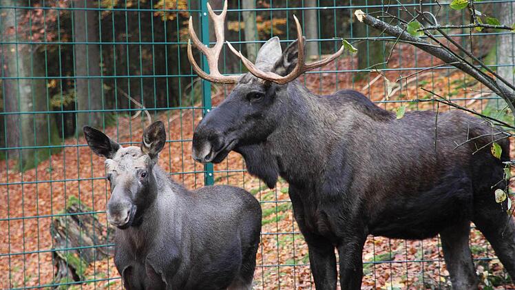 Sie werden bald Teil des Naturkunde-Unterrichts: die Elche im Wildpark