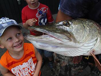 Mit einer Mischung aus Belustigung und Schrecken blickt Dominik dem Hecht in die Augen. Fotos: Erlwein
