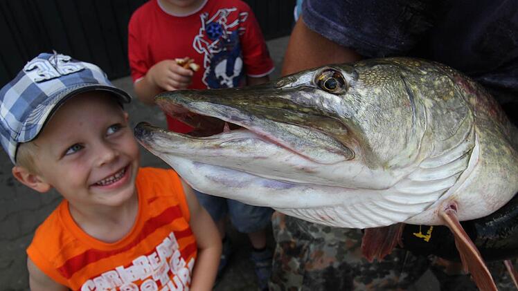 Mit einer Mischung aus Belustigung und Schrecken blickt Dominik dem Hecht in die Augen. Fotos: Erlwein