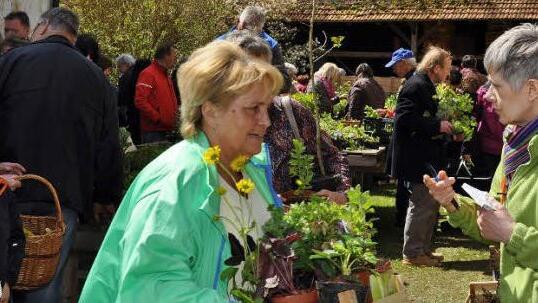 Eine Fundgrube ist der Pflanzenflohmarkt an der Rothwinder Mühle für alle Gartenbesitzer. Foto: Ingrid Kohles