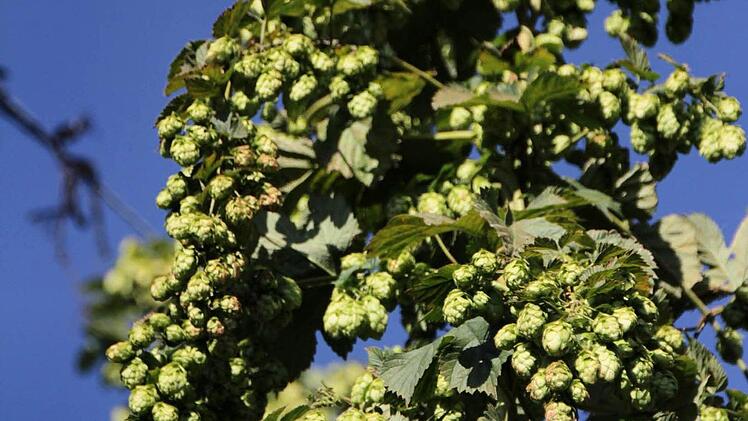 Schauen nicht nur schön aus, schmecken auch gut: Klassische Hopfensorte für eine Bio-Brauerei aus Neumarkt.