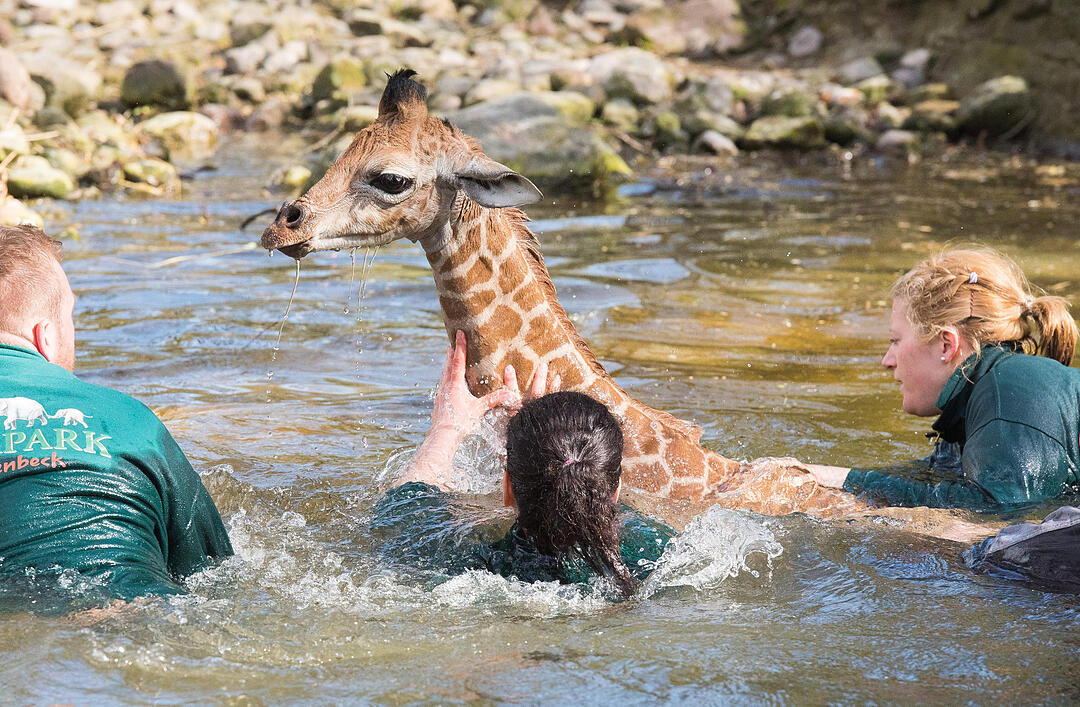Giraffennachwuchs bei Hagenbecks Tierpark