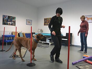 Yomi macht mit seinem Frauchen Katja brav bei der Gangschulung mit. Tierphysiotherapeutin  Martina Söte passt auf, dass alles richtig gemacht wird.Richard Sänger