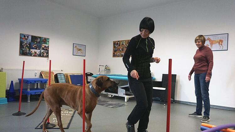 Yomi macht mit seinem Frauchen Katja brav bei der Gangschulung mit. Tierphysiotherapeutin  Martina Söte passt auf, dass alles richtig gemacht wird.Richard Sänger