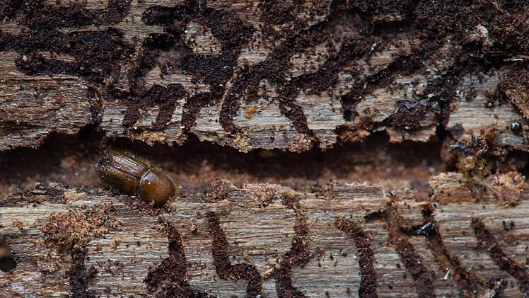 Die Borkenkäfer schwärmen wieder aus. Foto: Klaus-Dietmar Gabbert/ZB/dpa