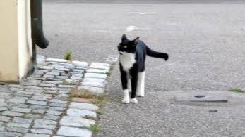 Da war er noch da: Emilio, der Schul-Kater ...  Foto: privat