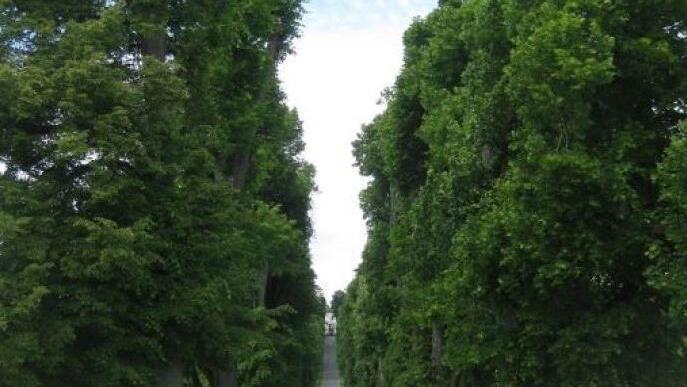 Die Allee zwei Jahre nach dem Grundschnitt 2013 Foto: Landratsamt Bamberg