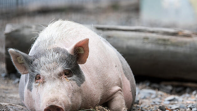 Frei laufende Minischweine im Kreis Würzburg gesichtet