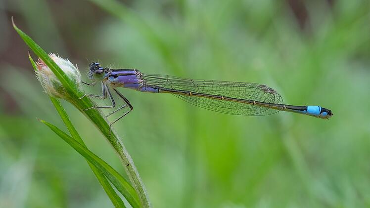 Landkreis Lichtenfels: "Welttag der Feuchtgebiete" 2023 - hier sind diese &Ouml;kosysteme zu finden