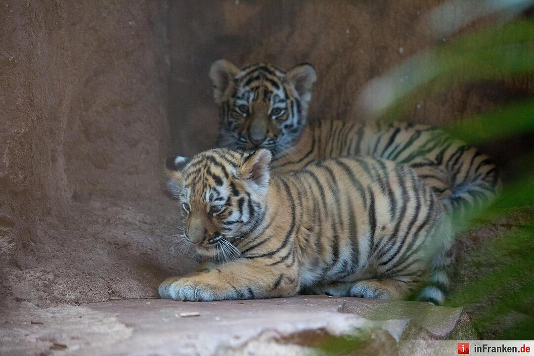 Tigergarten Nürnberg: Nachwuchs bei den Sibirischen Tigern