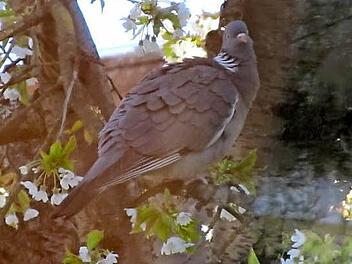 Diese Ringeltaube ist in Eckental erschossen worden.