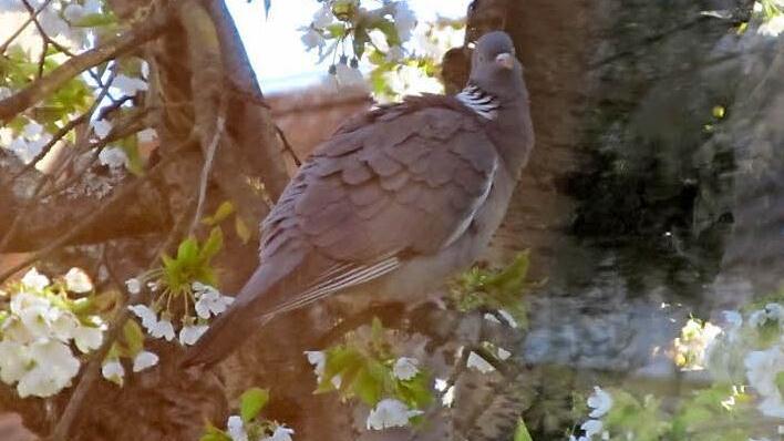 Diese Ringeltaube ist in Eckental erschossen worden.