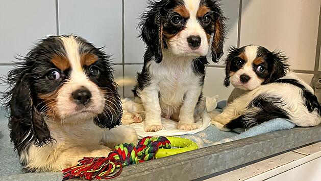 Tierheim Roth nimmt 29 Hundewelpen auf - Tiersch&uuml;tzer arbeiten bis zu 19 Stunden pro Tag