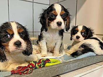 Tierheim Roth nimmt 29 Hundewelpen auf - Tierschützer arbeiten bis zu 19 Stunden pro Tag