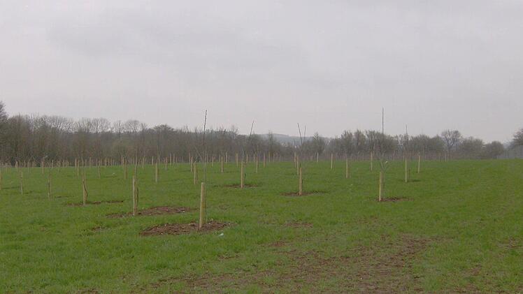 Das ist die Kinderstube einer Kirschplantage. Die Stämmchen werden im Sommer schon Frucht tragen.
