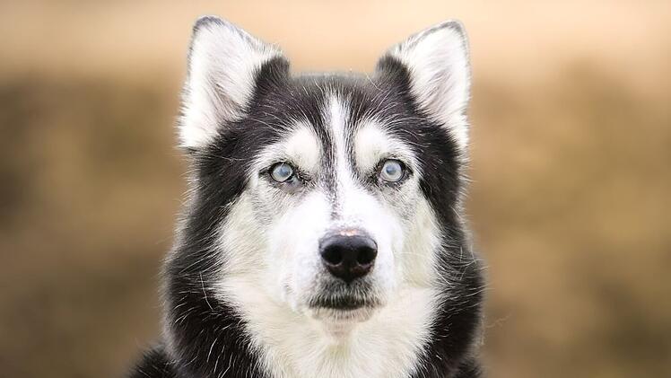 Tierheim Kronach: Trauer u "Pechvogel-Hund" Luna