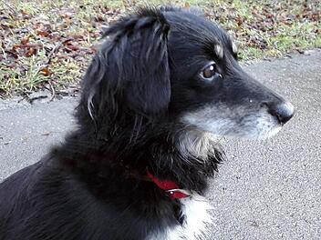 Paula ist scheu und reißt auf Zuruf möglicherweise aus. Wer sie sieht, soll versuchen sie anzubinden. Sie beißt auch nicht, verspricht das Herrchen. Foto: privat
