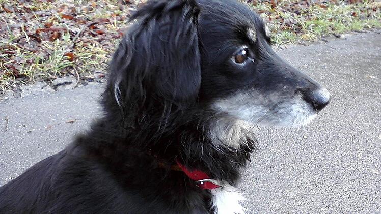Paula ist scheu und reißt auf Zuruf möglicherweise aus. Wer sie sieht, soll versuchen sie anzubinden. Sie beißt auch nicht, verspricht das Herrchen. Foto: privat