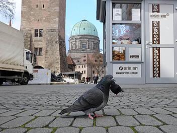 Viele Stadttauben ernähren sich von Essensresten in der Fußgängerzone. Foto: Nikolas Pelke
