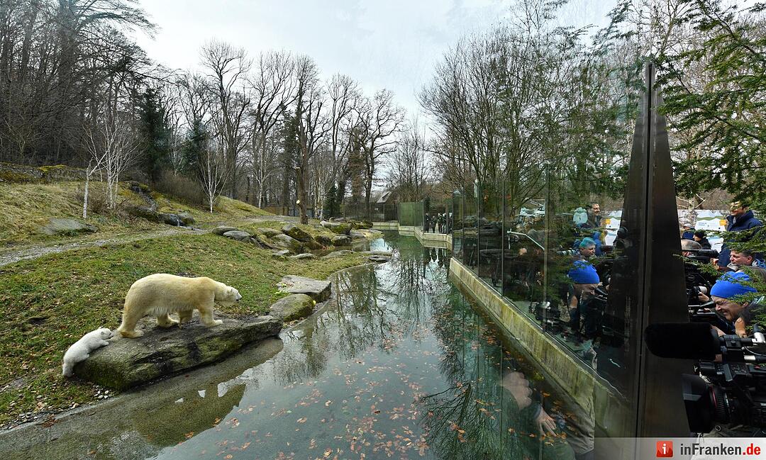 Eisbaerenbaby 2017 Tierpark Hellabrunn
