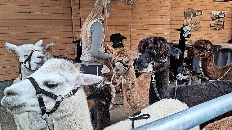 Alpakas haben eine ruhige und friedliche Ausstrahlung.