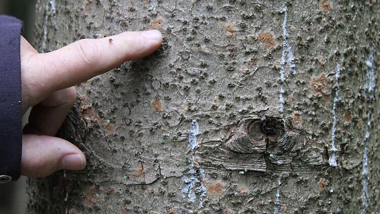 Einbohrlöcher des Borkenkäfers sind oft schwer zu erkennen, aber wenn sich die Wipfel der Fichten rötlich verfärben, ist das Beweis genug. Nach dem Supersommer 2015 haben die Bäume keine Kraft, sich gegen Schädlinge zu wehren. Foto: Sonja Adam